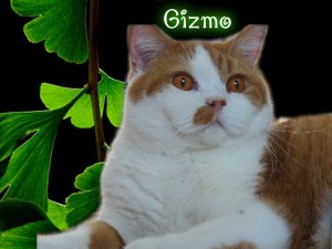 Gizmo 1 sept. 2012